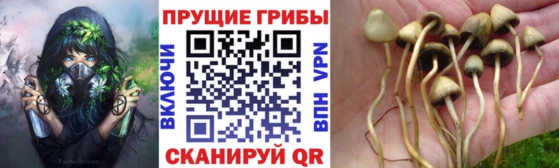 Галлюциногенные грибы мухоморы  Кодинск 